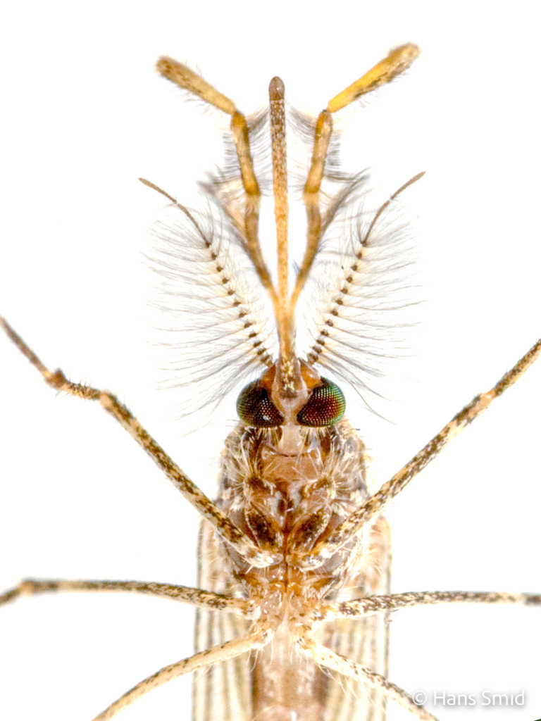 Culiseta annulata Banded mosquito male white background 001