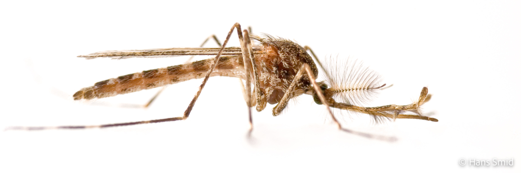 Culiseta annulata Banded mosquito male white background 002