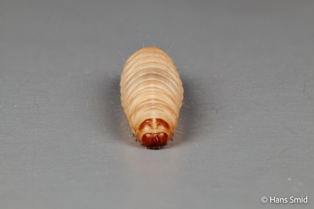 Galleria mellonella Greater wax moth 001