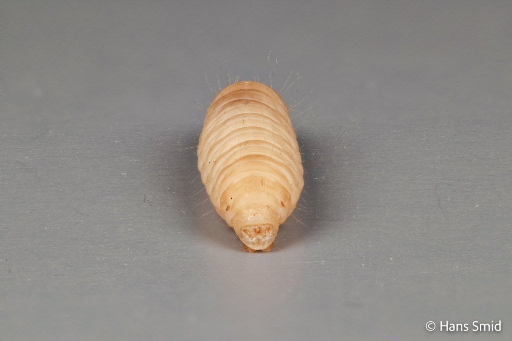 Galleria mellonella Greater wax moth 002