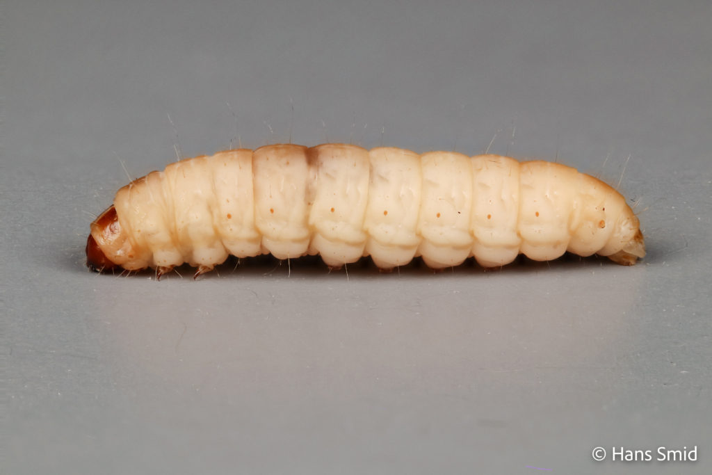Galleria mellonella Greater wax moth 003