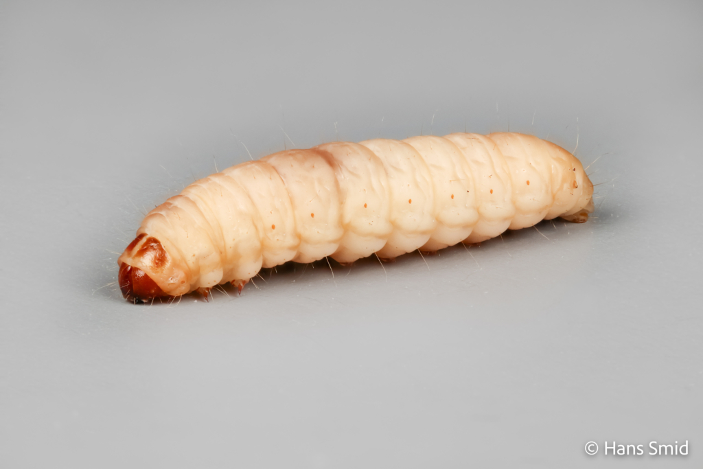 Galleria mellonella Greater wax moth 004