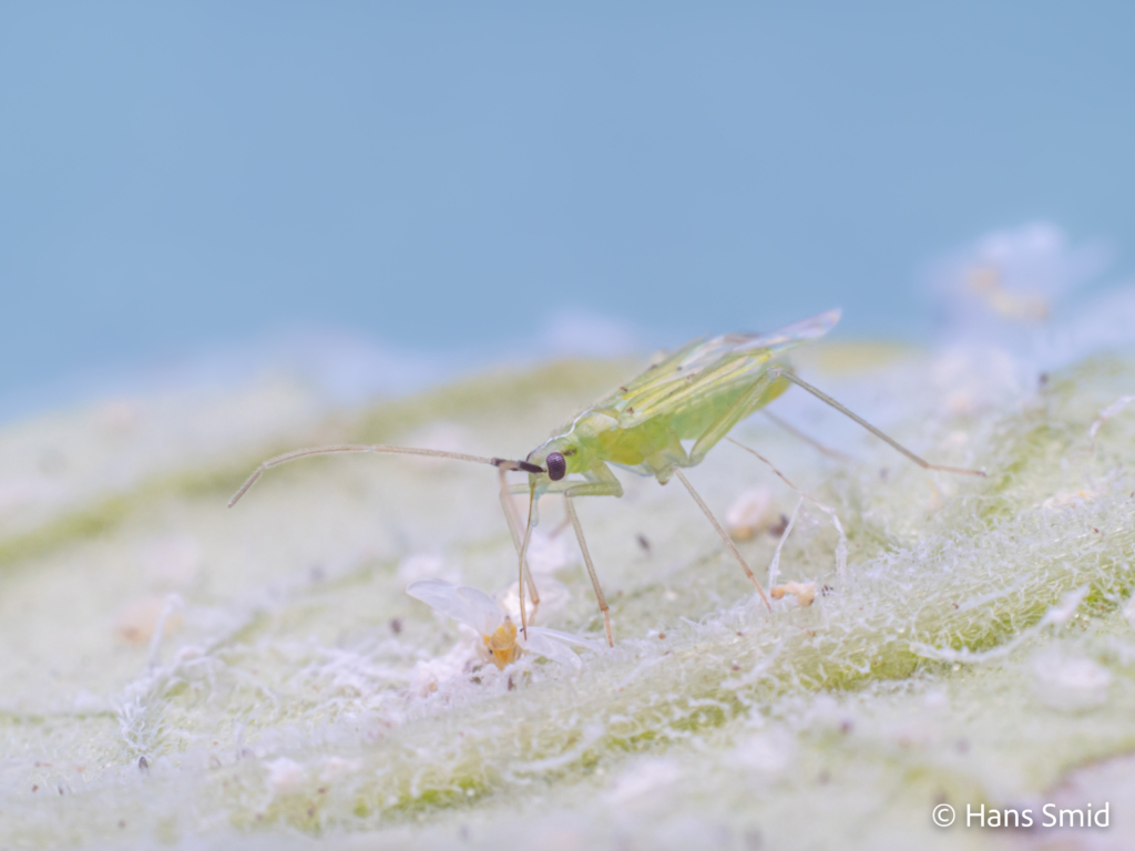 Macrolophus pygmaeus predatory bug on greenhouse whitefly 001