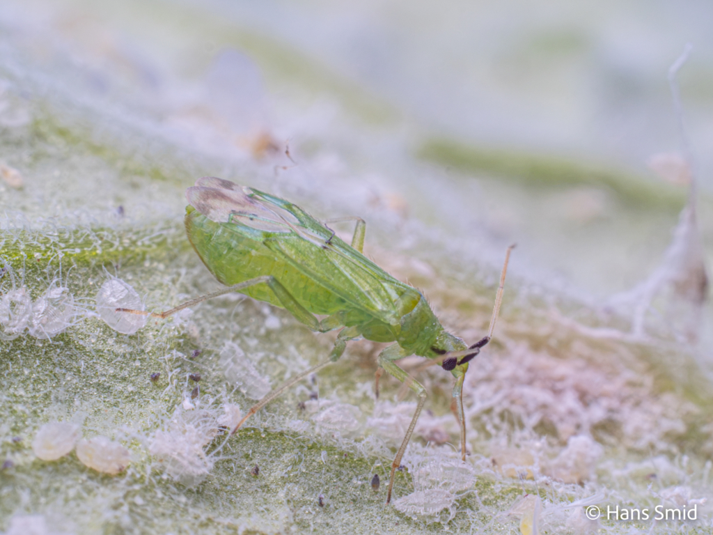 Macrolophus pygmaeus predatory bug on greenhouse whitefly 002
