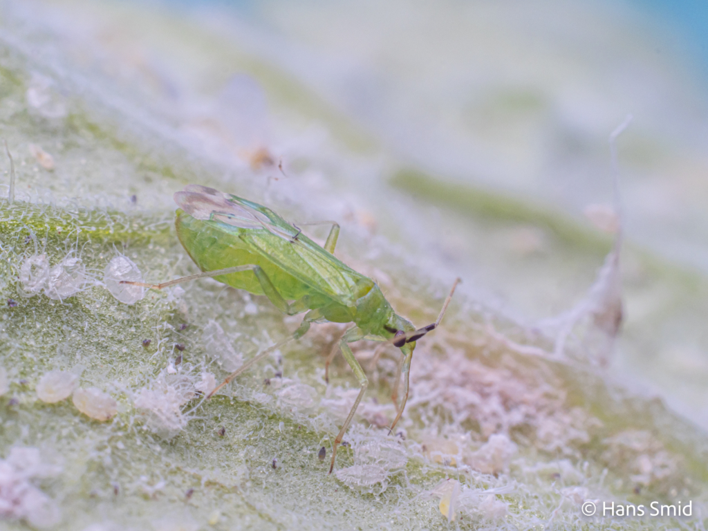 Macrolophus pygmaeus predatory bug on greenhouse whitefly 003