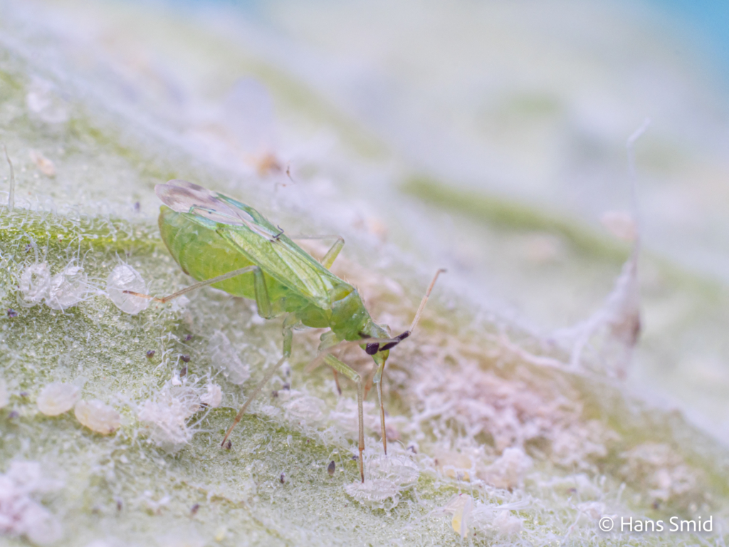 Macrolophus pygmaeus predatory bug on greenhouse whitefly 004