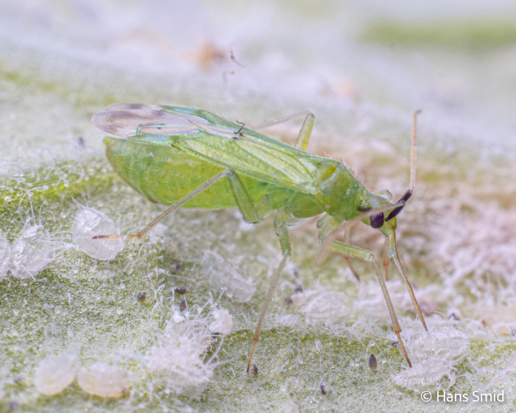 Macrolophus pygmaeus predatory bug on greenhouse whitefly 006