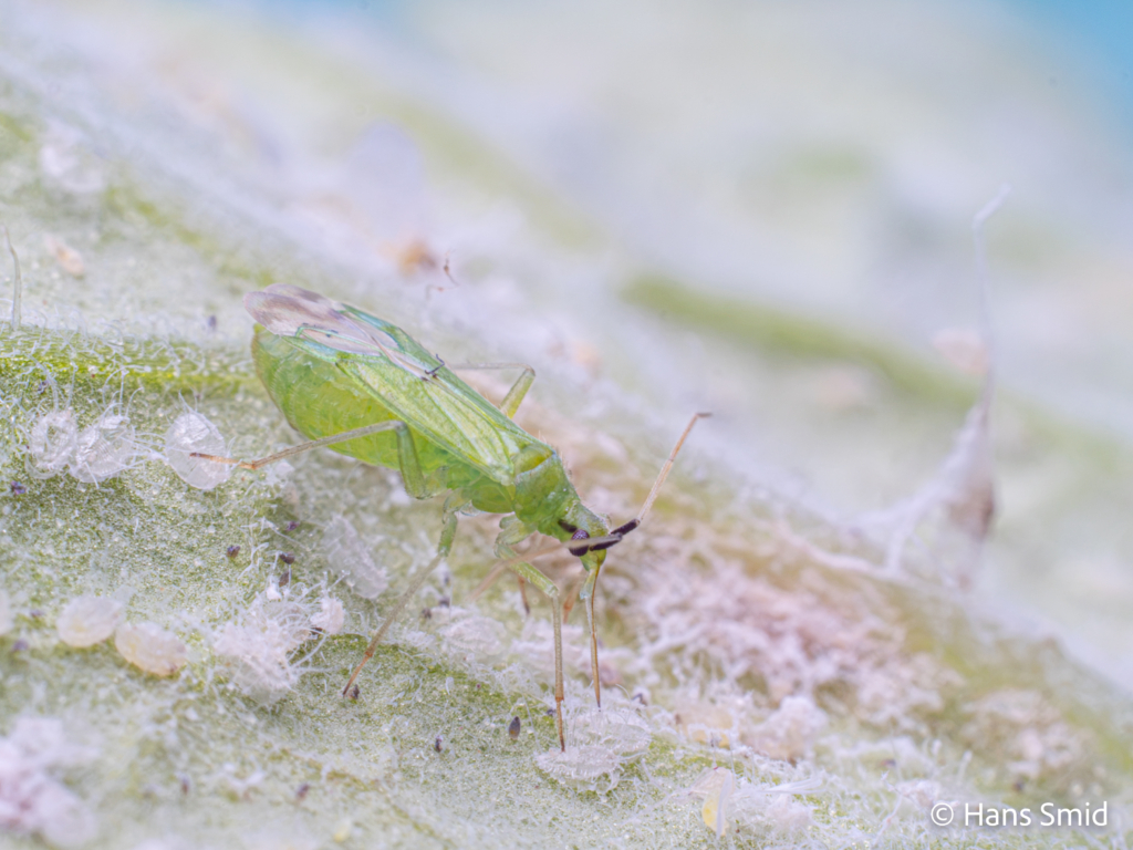 Macrolophus pygmaeus predatory bug on greenhouse whitefly 007