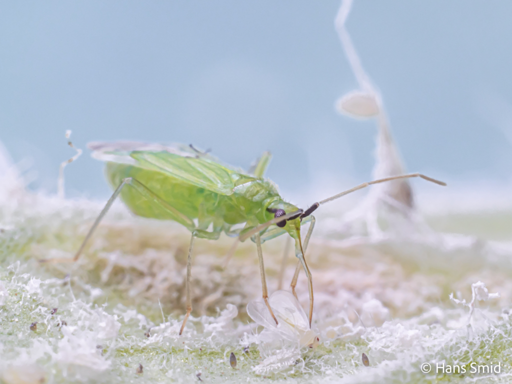 Macrolophus pygmaeus predatory bug on greenhouse whitefly 008
