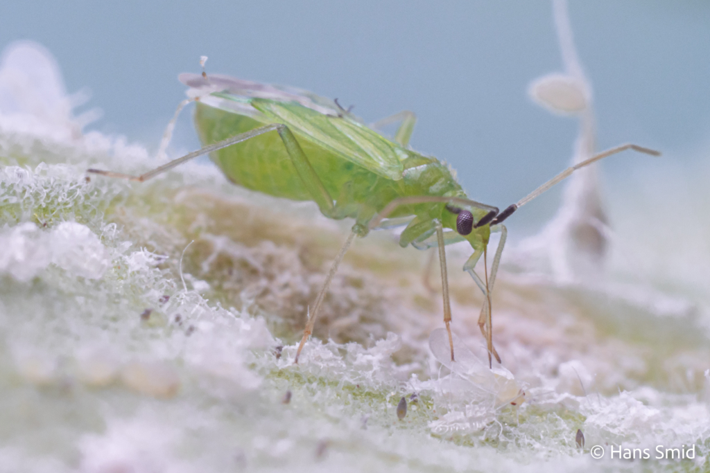 Macrolophus pygmaeus predatory bug on greenhouse whitefly 009
