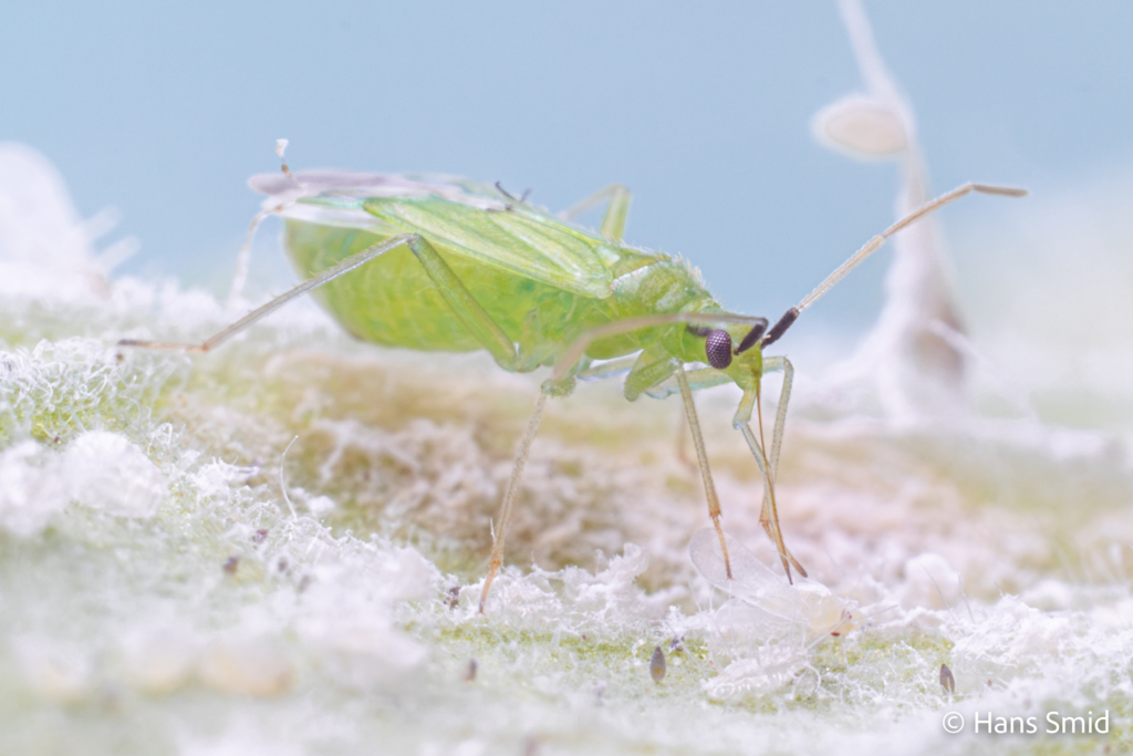 Macrolophus pygmaeus predatory bug on greenhouse whitefly 010