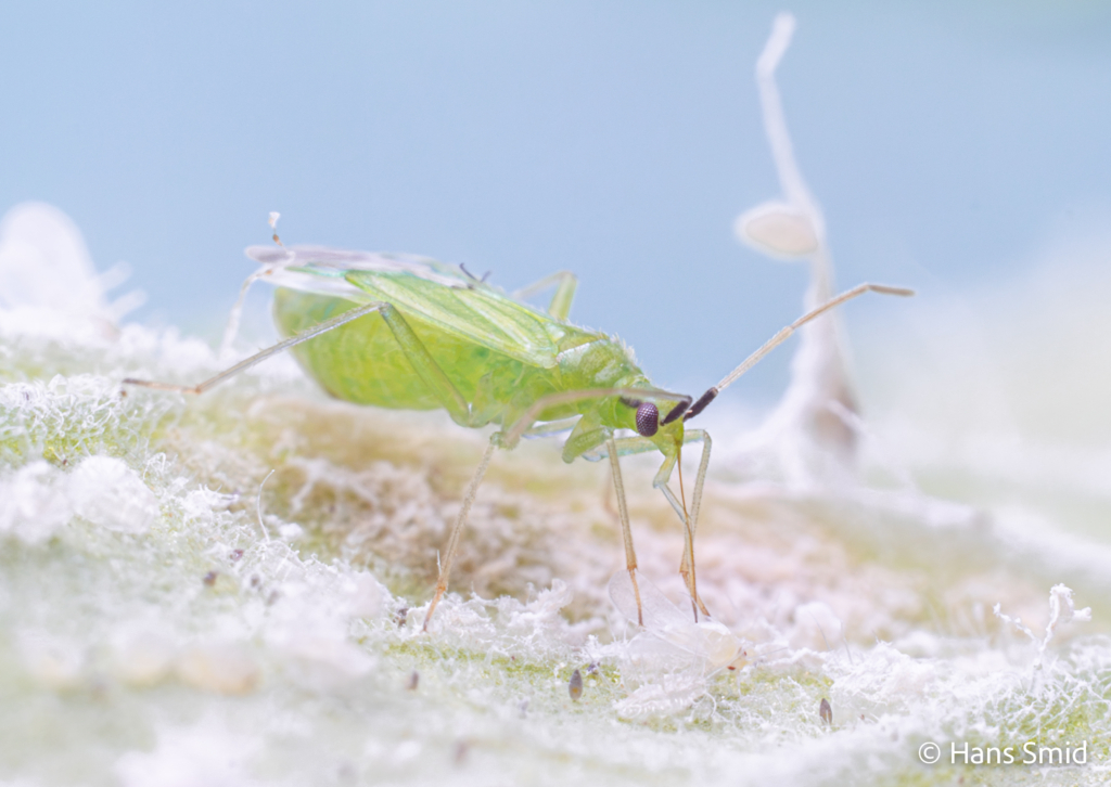 Macrolophus pygmaeus predatory bug on greenhouse whitefly 011