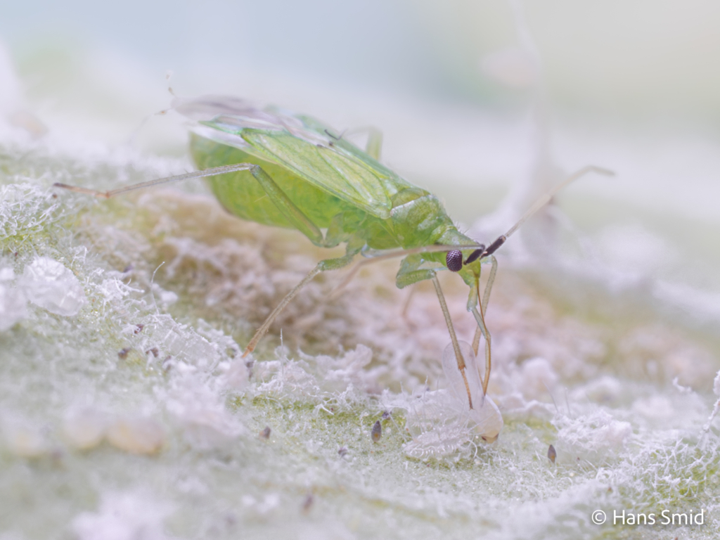 Macrolophus pygmaeus predatory bug on greenhouse whitefly 012