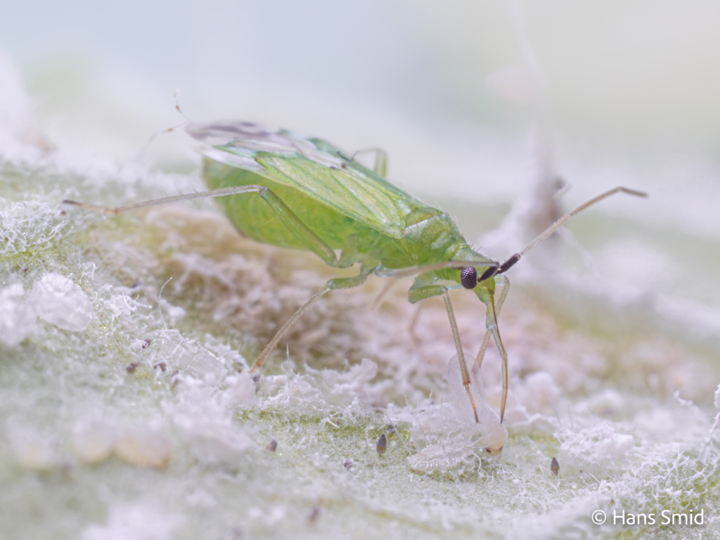Macrolophus pygmaeus predatory bug on greenhouse whitefly 013