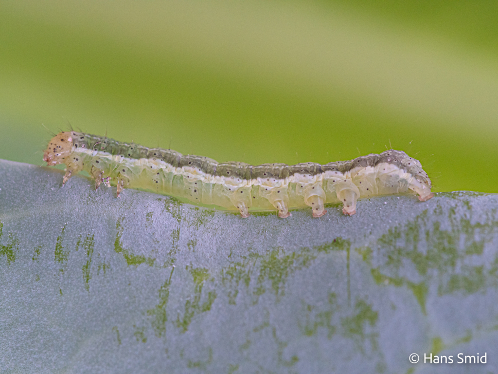 Mamestra brassicae cabbage moth caterpillar fourth instar 001