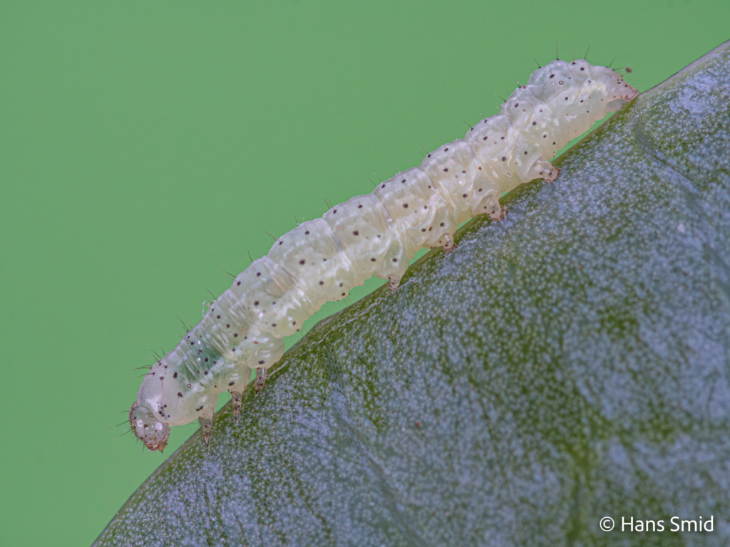 Mamestra brassicae cabbage moth caterpillar third instar 001