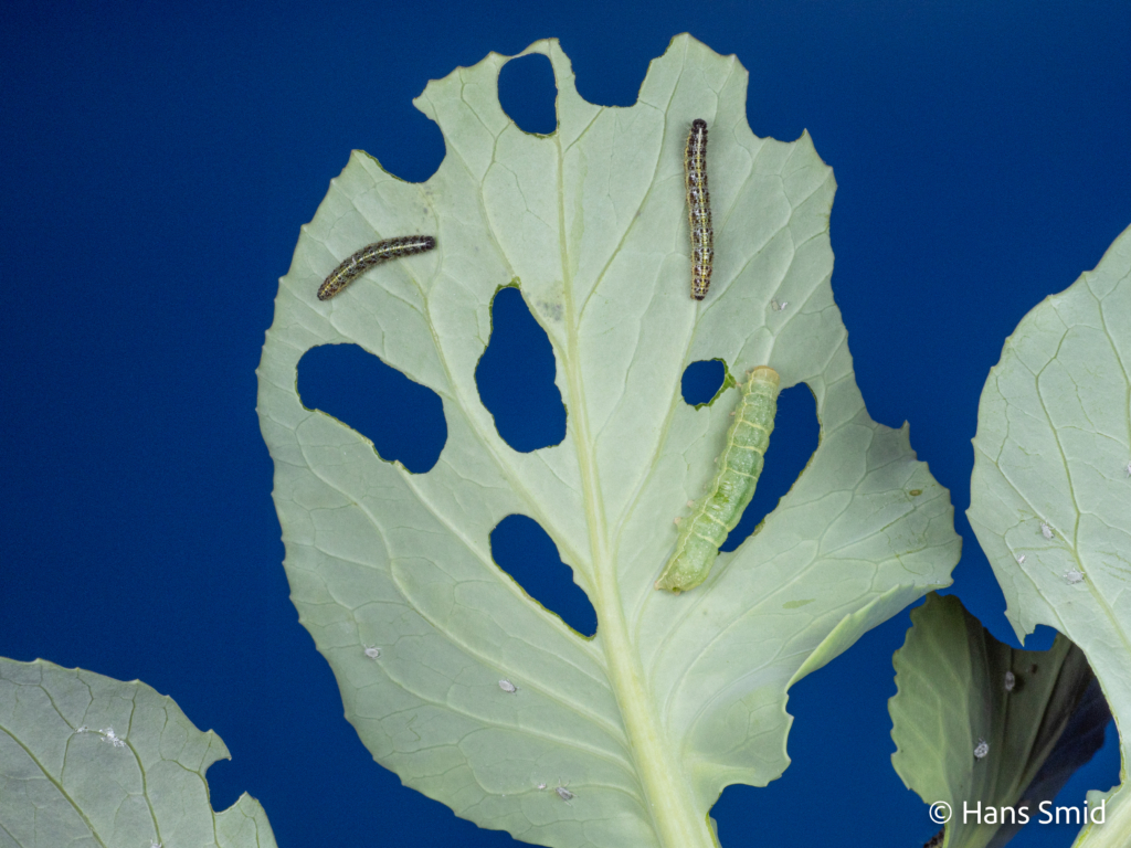 Mamestra brassicae cabbage moth caterpillar (down right) with Pieris brassicae large cabbage white brevicoryne brassicae cabbage aphid on cabbage leaf blue background 001