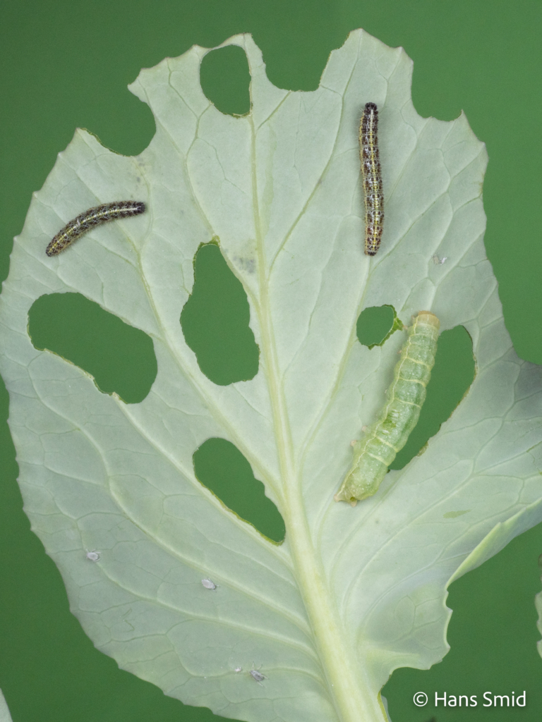 Mamestra brassicae cabbage moth caterpillar (down right) with Pieris brassicae large cabbage white brevicoryne brassicae cabbage aphid on cabbage leaf green background 001