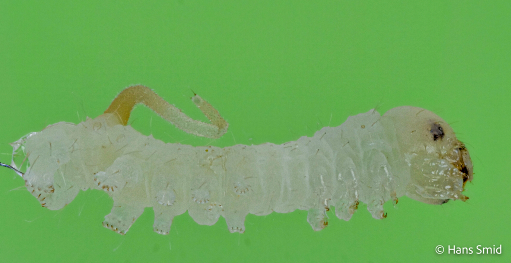 Manduca sexta tobacco hornworm 1st instar 001