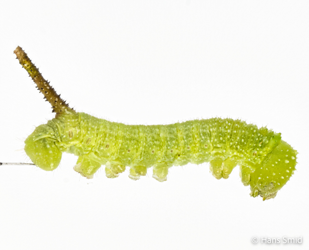 Manduca sexta tobacco hornworm 2nd instar 001