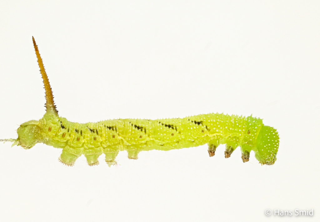 Manduca sexta tobacco hornworm 3rd instar 001