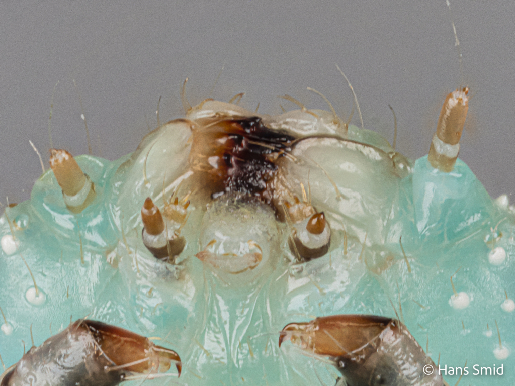 Manduca sexta tobacco hornworm 3rd instar mouthparts and antenna 001