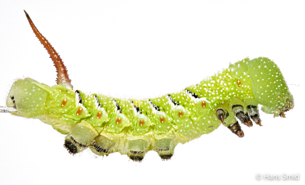 Manduca sexta tobacco hornworm 4th instar 001