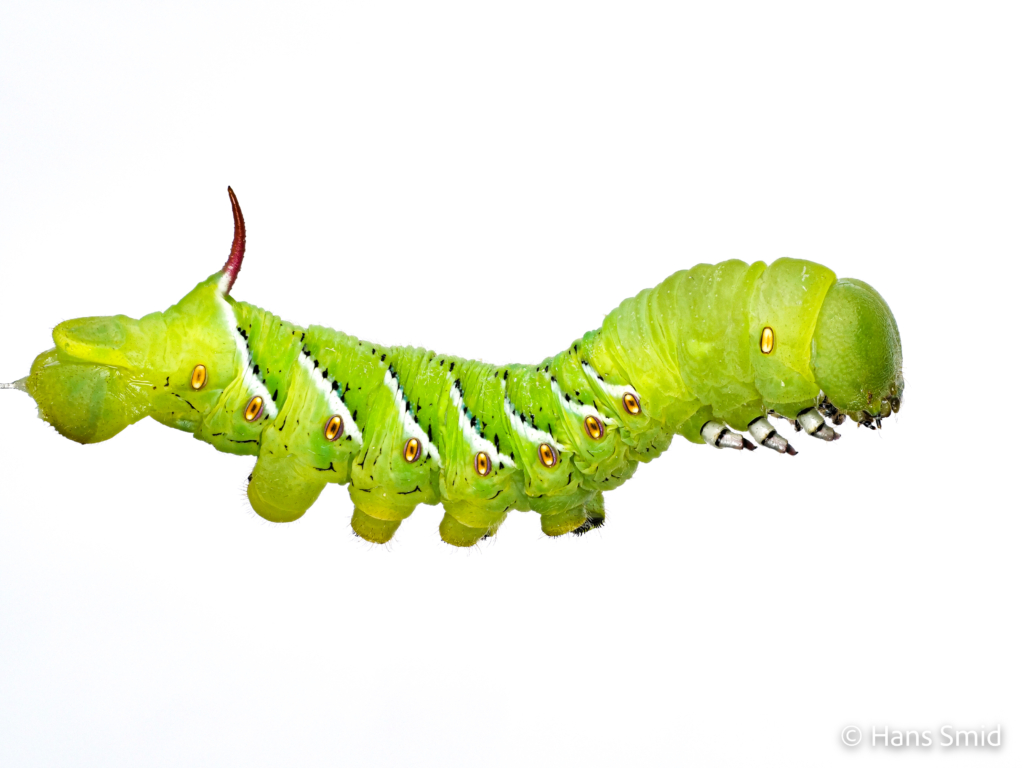 Manduca sexta tobacco hornworm 5th instar 001