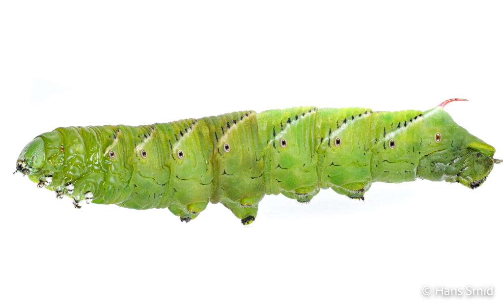Manduca sexta tobacco hornworm 5th instar wandering phase 001
