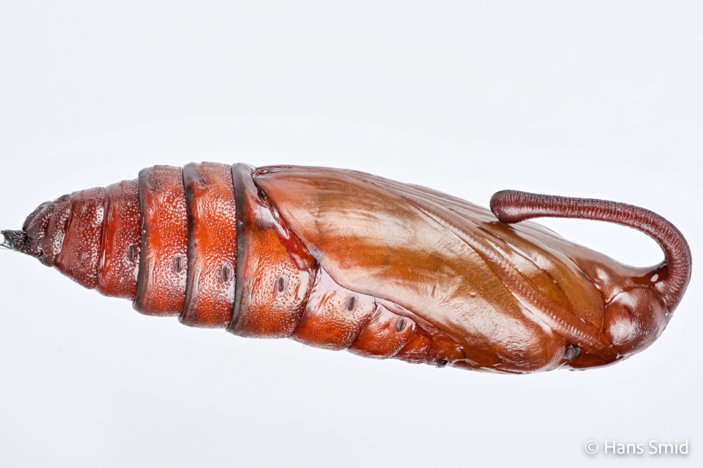 Manduca sexta tobacco hornworm pupa 001