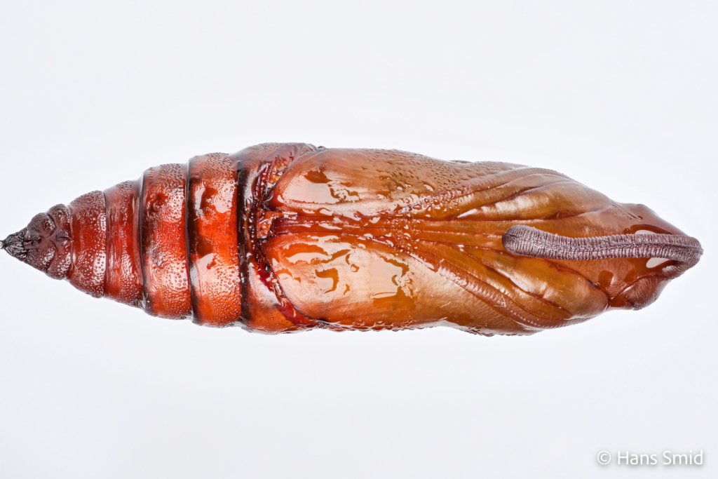 Manduca sexta tobacco hornworm pupa 002