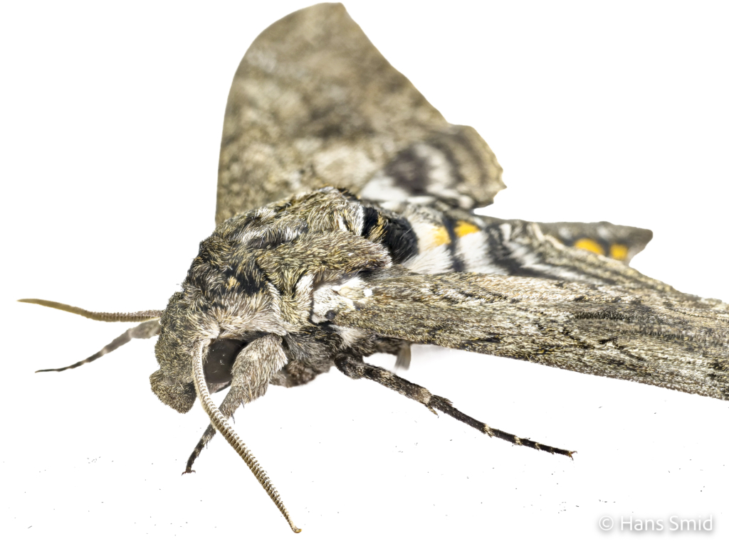 Manduca sexta tobacco hornworm tobacco hawkmoth adult male white background 001