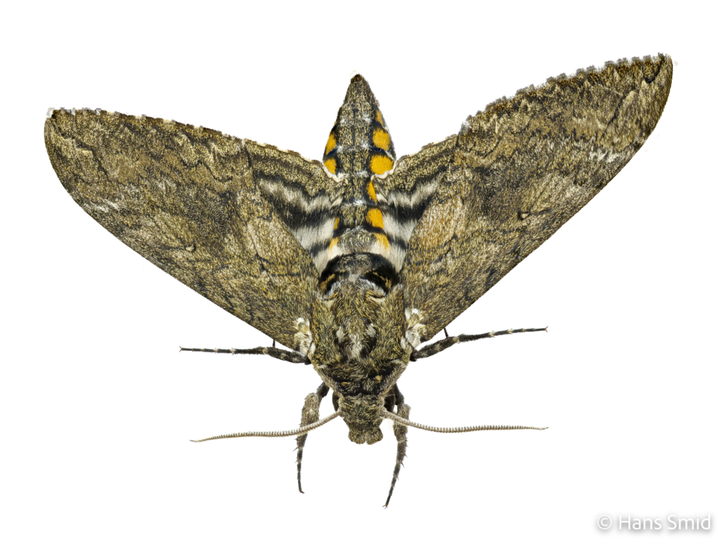 Manduca sexta tobacco hornworm tobacco hawkmoth adult male white background 002