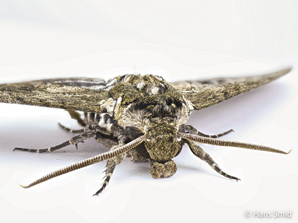 Manduca sexta tobacco hornworm tobacco hawkmoth adult male white background 003
