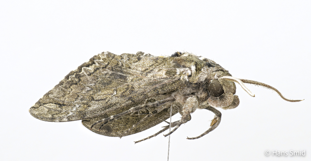 Manduca sexta tobacco hornworm tobacco hawkmoth adult male white background 005