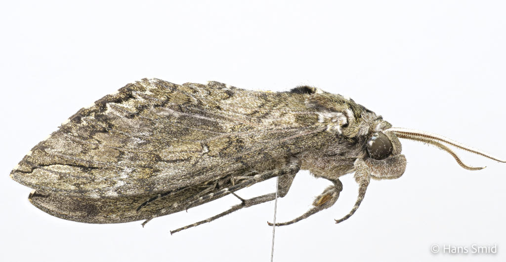 Manduca sexta tobacco hornworm tobacco hawkmoth adult male white background 006