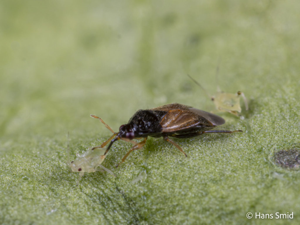 Orius laevigatus predatory bug 001