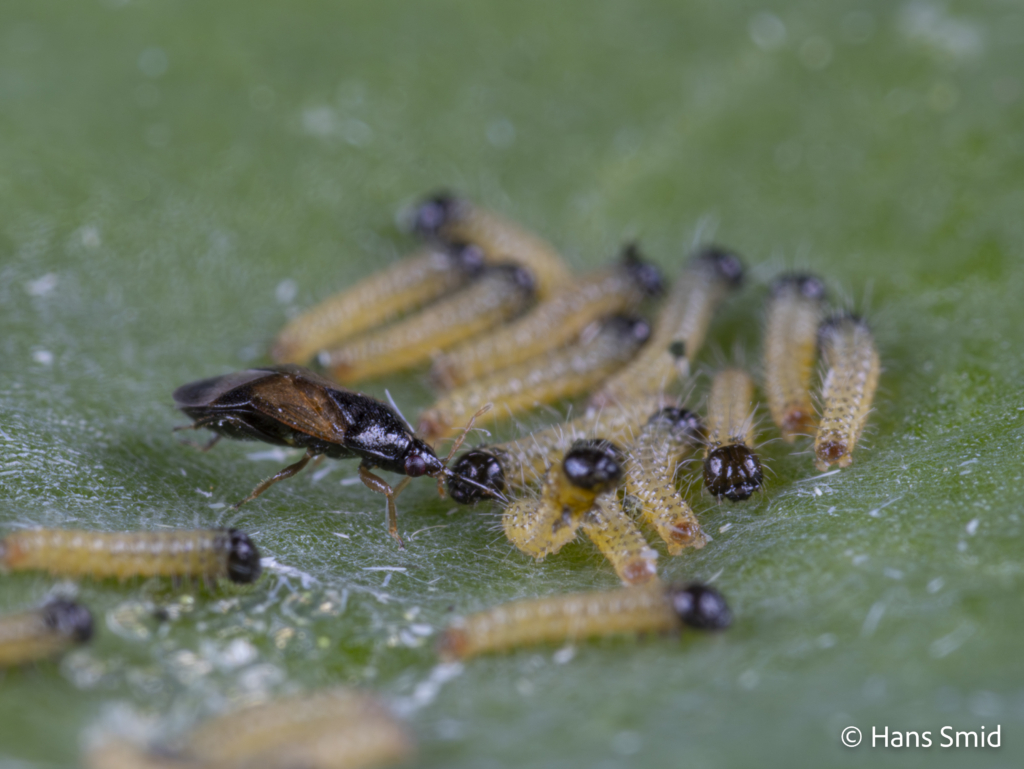 Orius laevigatus predatory bug 002