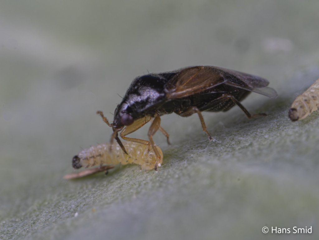 Orius laevigatus predatory bug 003