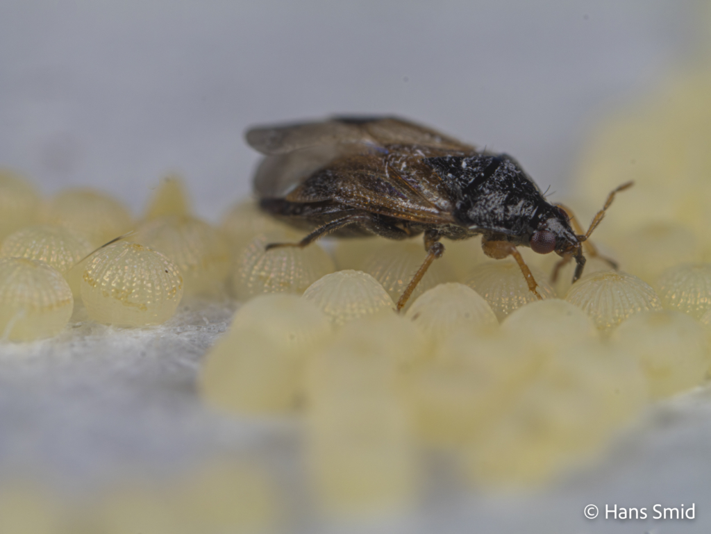 Orius laevigatus predatory bug 004