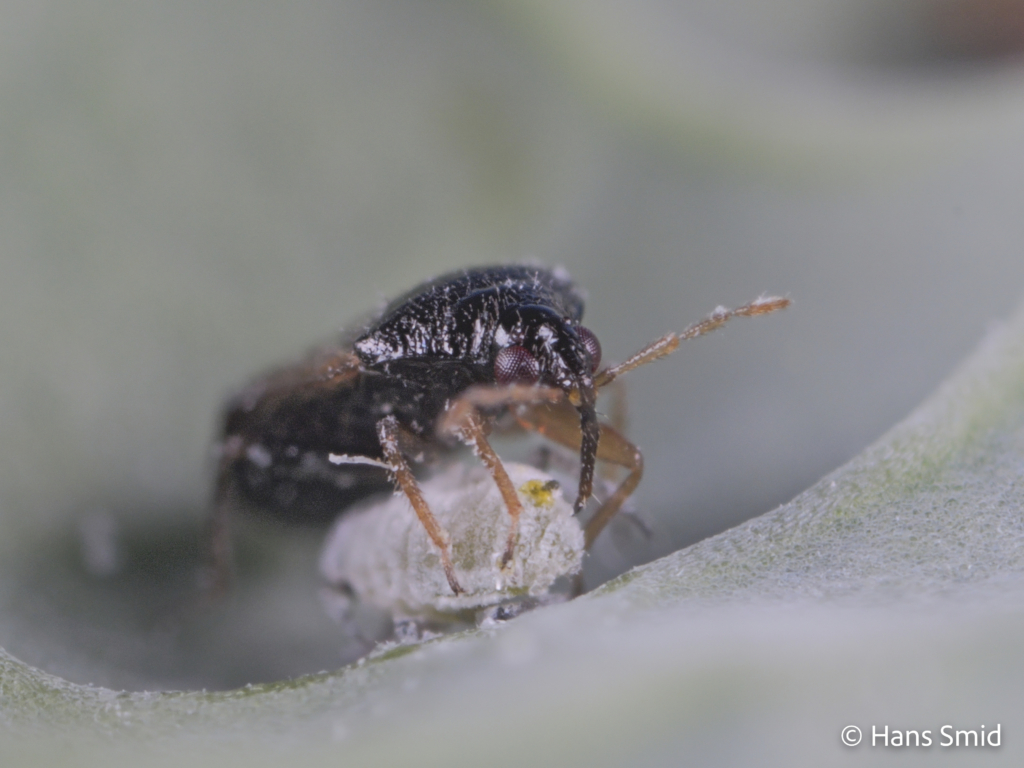 Orius laevigatus predatory bug 005