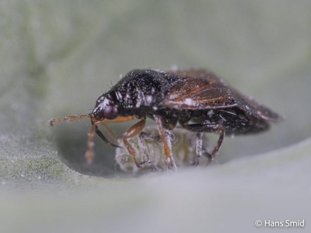 Orius laevigatus predatory bug 006