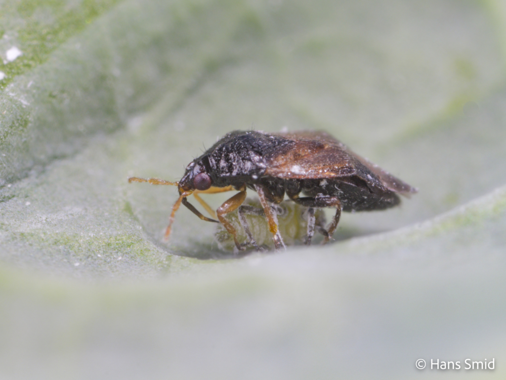 Orius laevigatus predatory bug 007