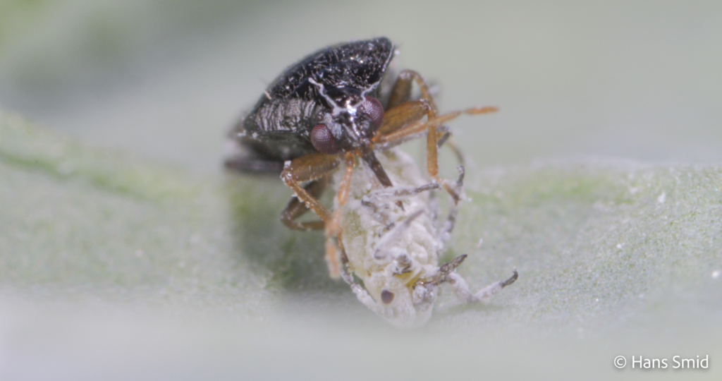Orius laevigatus predatory bug 008