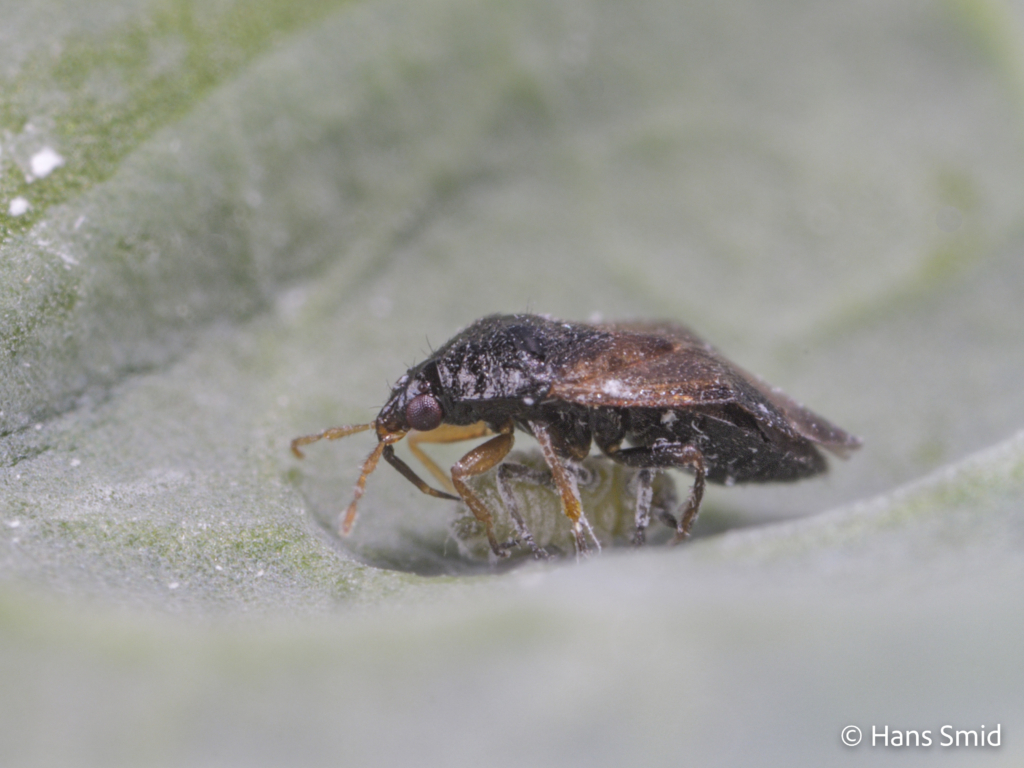 Orius laevigatus predatory bug 009