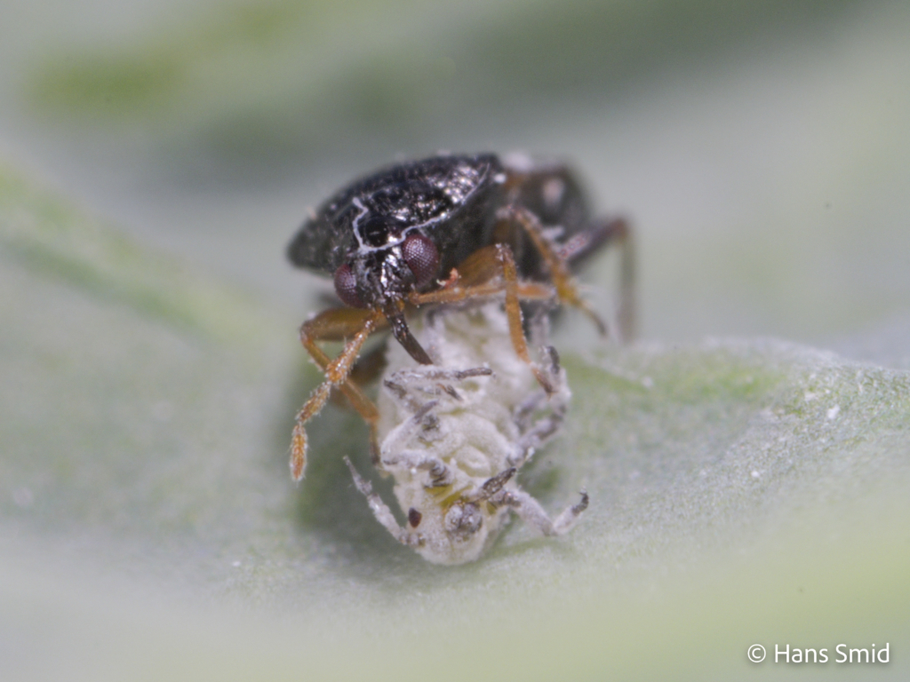 Orius laevigatus predatory bug 010