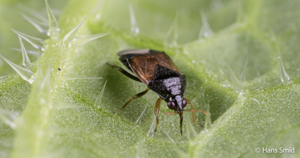 Orius laevigatus predatory bug 011