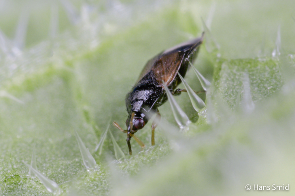 Orius laevigatus predatory bug 012
