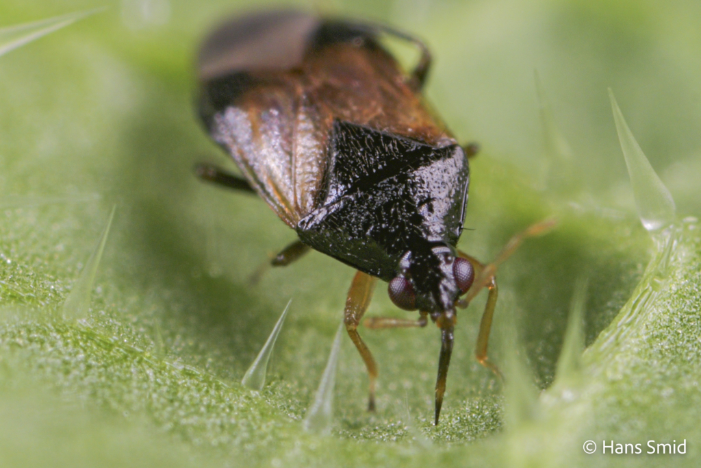 Orius laevigatus predatory bug 013