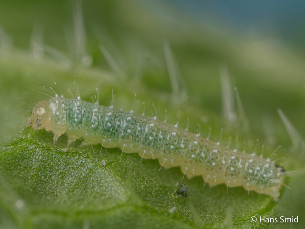 Pieris napi Green veined white 1st instar caterpillar 001